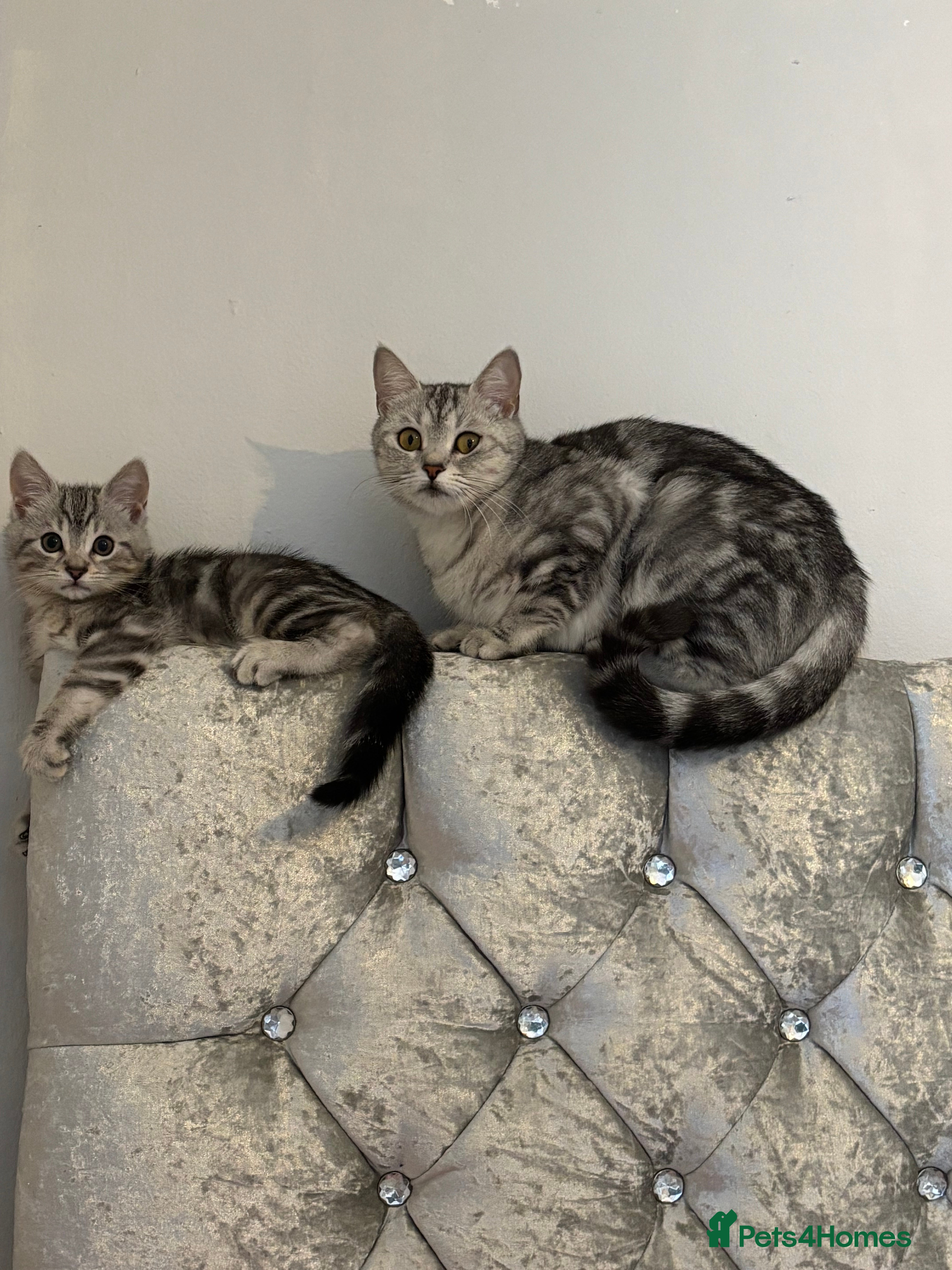 British Shorthair cats Light Grey British shorthair kitten  - Advert 1