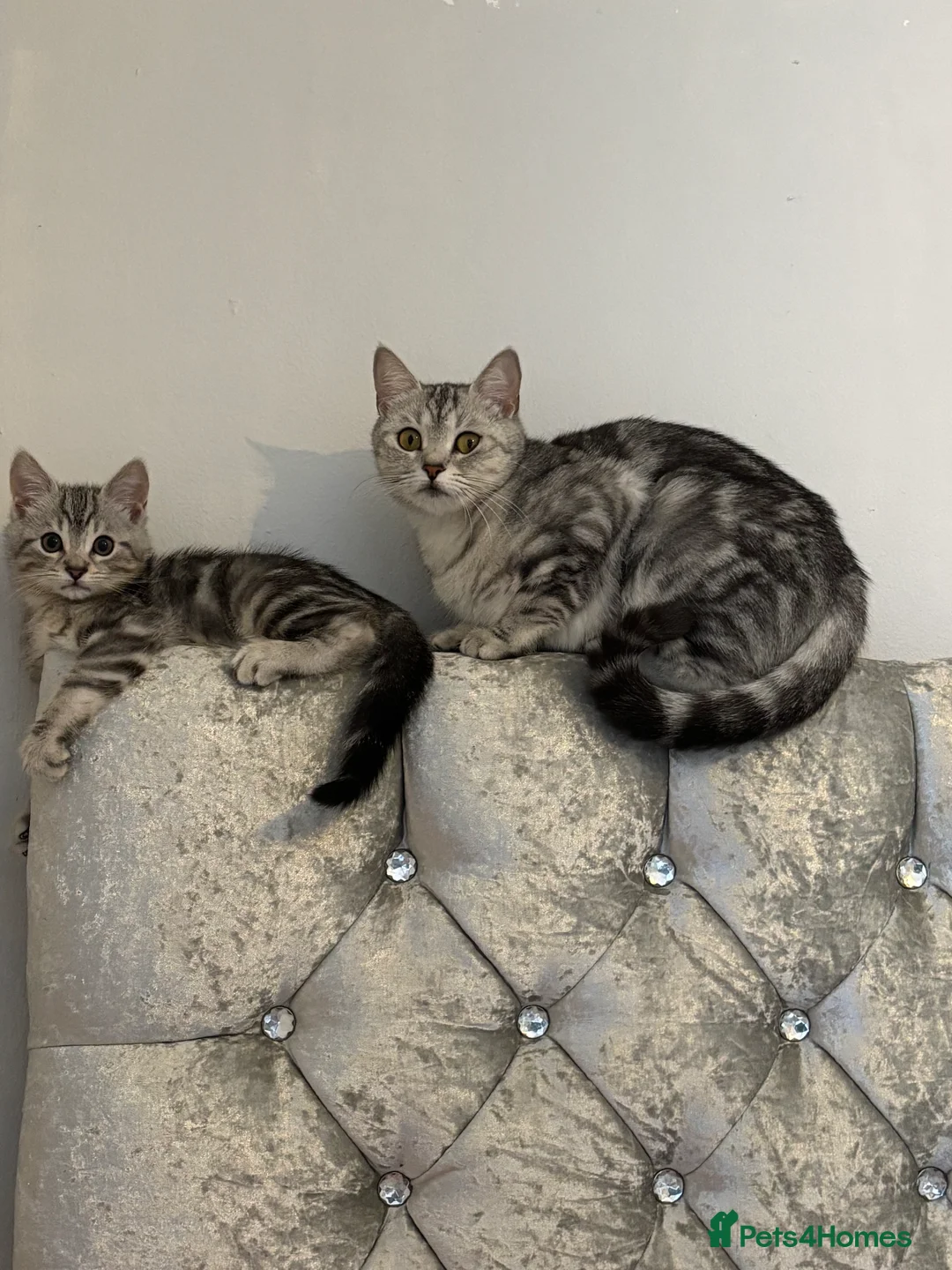 British Shorthair cats for sale: Light Grey British shorthair kitten  - Advert 1