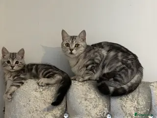 British Shorthair cats Light Grey British shorthair kitten - Advert 1