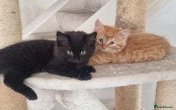 Mixed Breed cats for sale: 3 beautiful longhaired kittens ready to go - Image 3