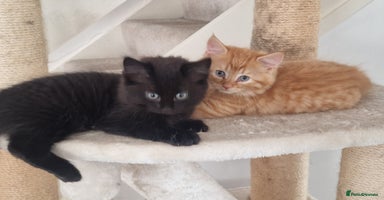 Mixed Breed cats - Advert 9