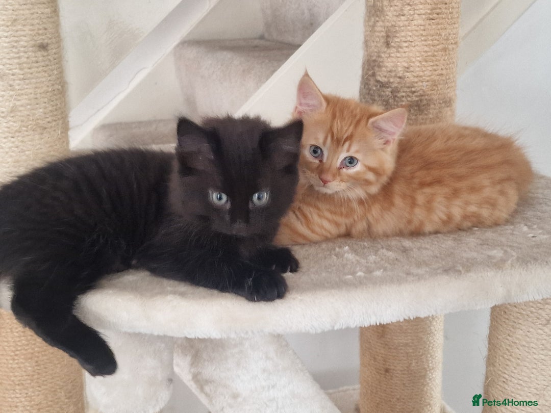 Mixed Breed cats for sale: 3 beautiful longhaired kittens ready to go - Image 3