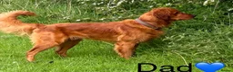 Golden Retriever dogs for sale: Rare Red Golden Retriever Puppies - Advert 7