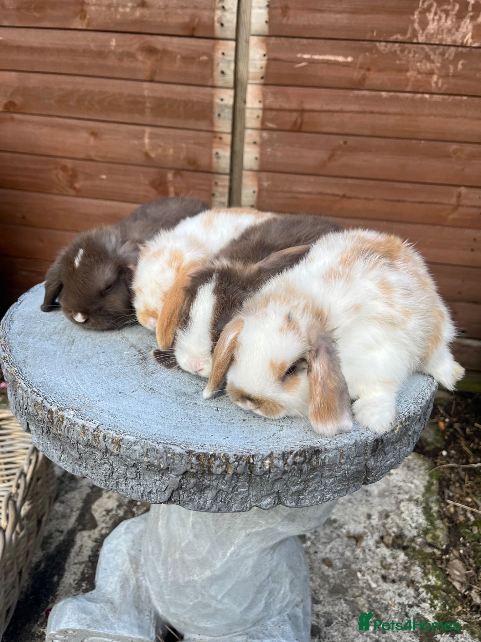 Mini Lop rabbits Gorgeous mini lops  - Advert 15