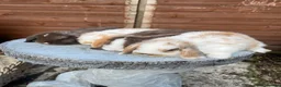 Mini Lop rabbits for sale: Gorgeous mini lops  - Advert 5