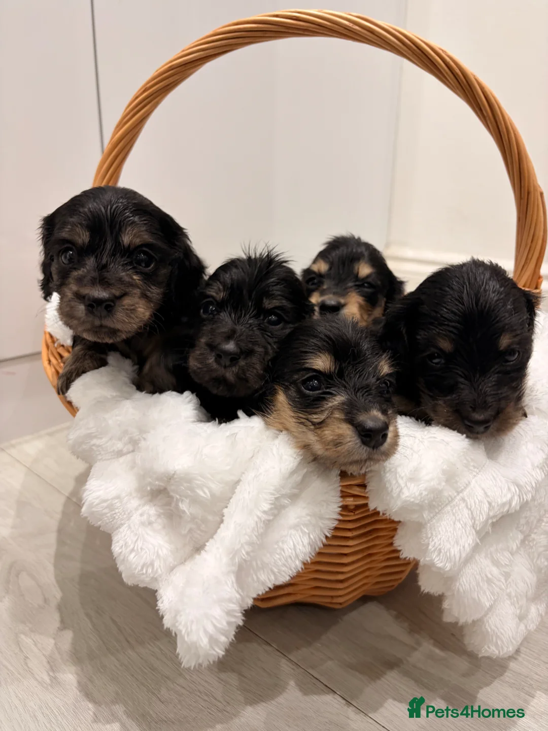 Miniature Dachshund dogs for sale: Health tested Black n cream brindle dachshunds - Advert 9