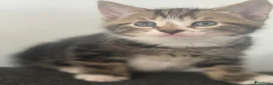 Mixed Breed Kitten 2