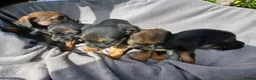 Border Terrier dogs for sale: Border terrier puppies  in Maidstone - Advert 11