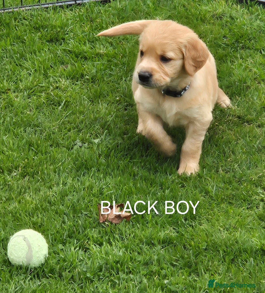 Golden Retriever dogs for sale: KC GOLDEN RETRIEVER PUPPIES HEALTH TESTED PARENTS  - Image 27