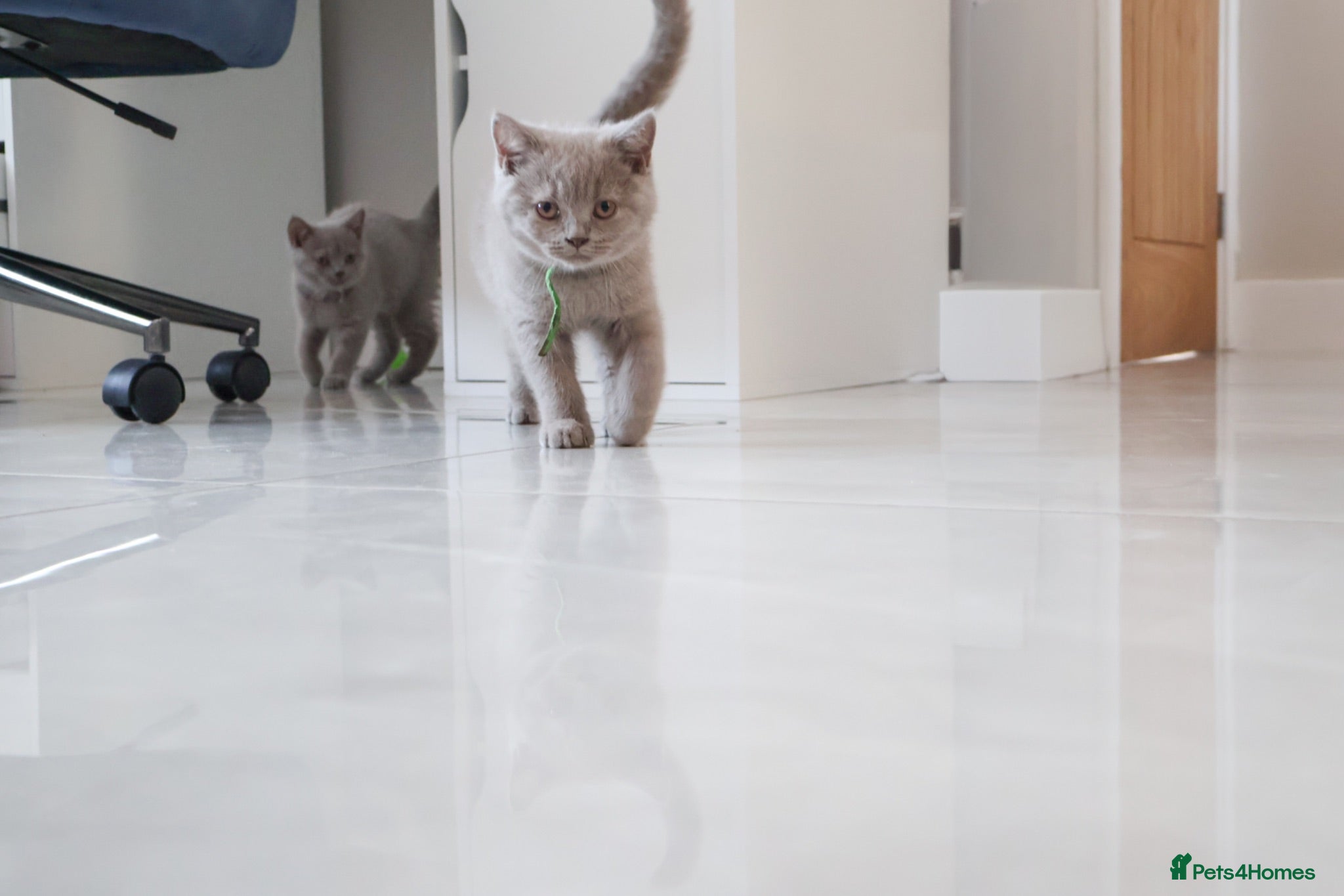 British Shorthair cats British Shorthair GCCF Champion bloodline Kittens - Advert 2