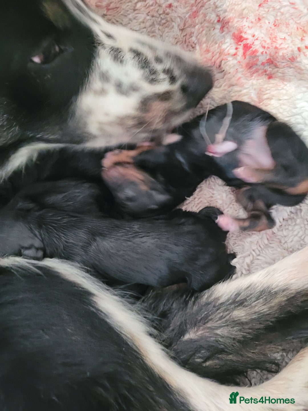 Mixed Breed dogs for sale: Border collie x irish petter puppies - Image 10