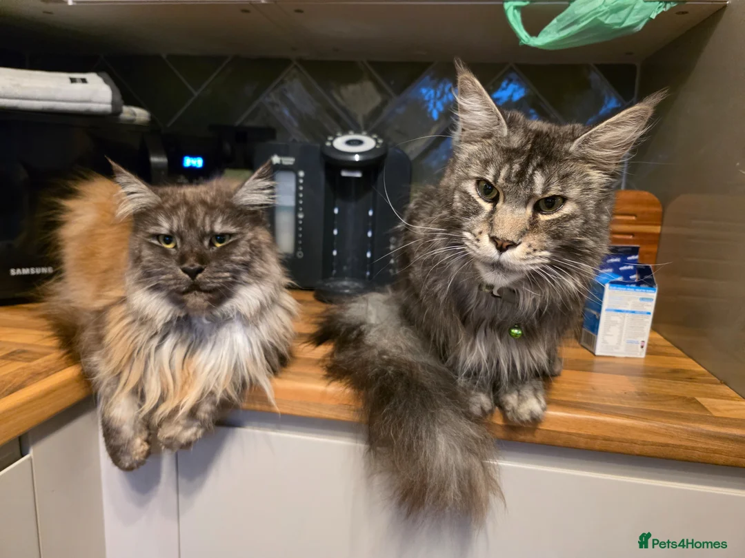 Maine Coon cats for adoption: Maine Coon male & female for rehoming  in Nuneaton - Advert 1