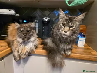 Maine Coon cats Maine Coon male & female for rehoming - Advert 2