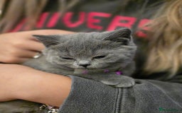 British Shorthair cats for sale: BSH kittens ready now vet checked - Image 10