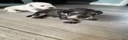 Miniature Schnauzer dogs for sale: KC Registered Miniature Schnauzer Puppies - Advert 14