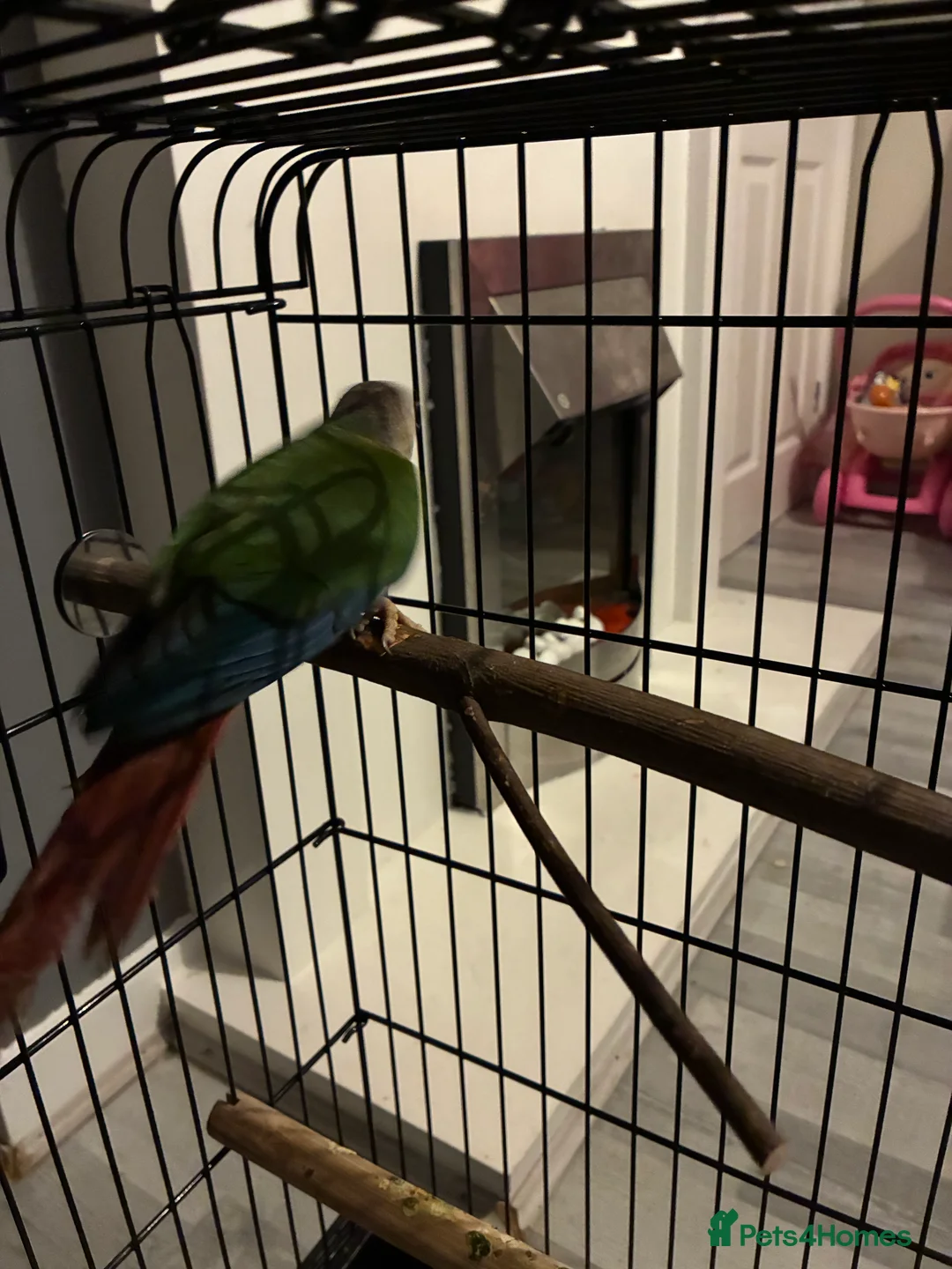 Conures birds for sale: Conure for sale  - Advert 3