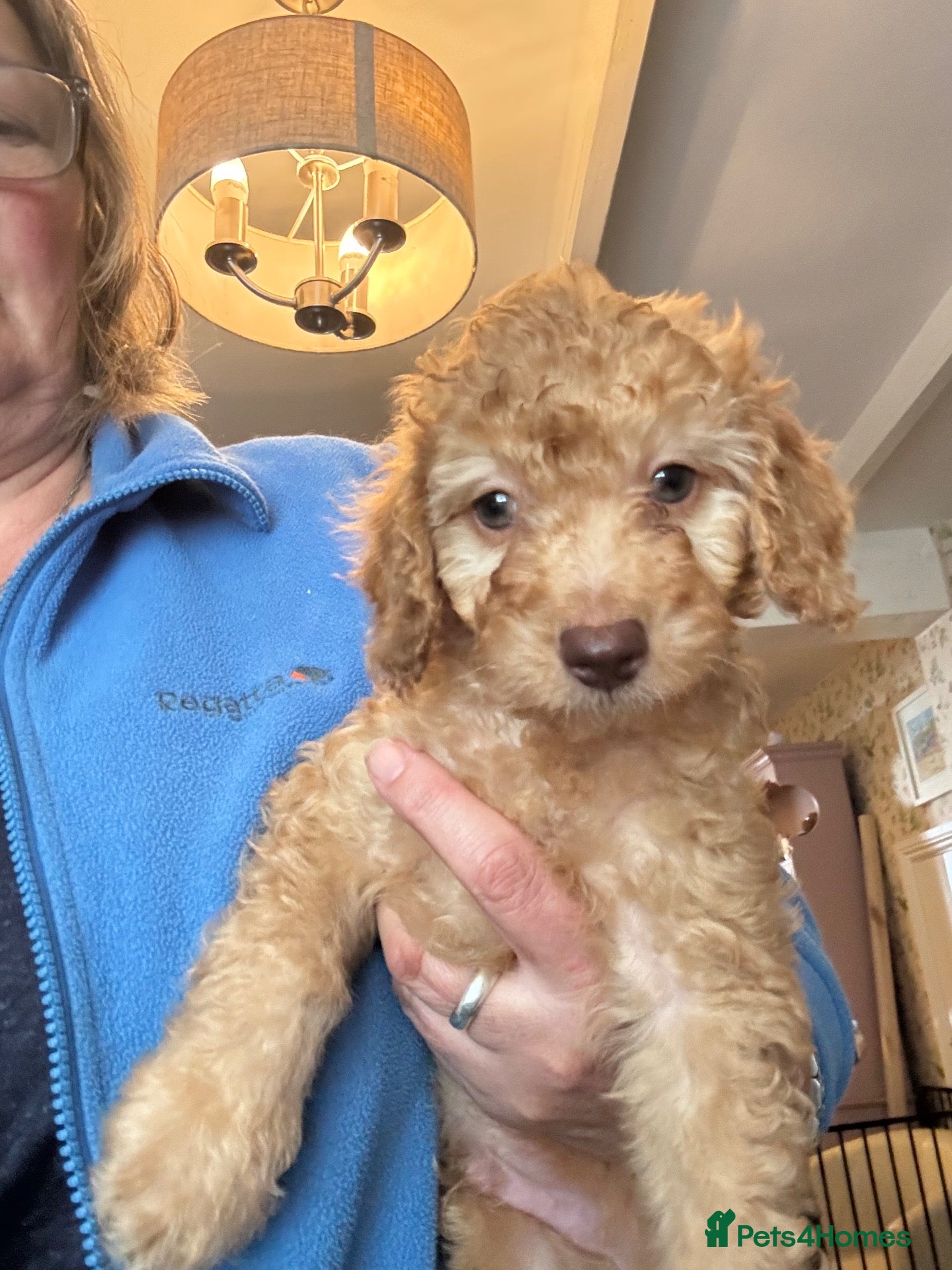 Cockapoo dogs F1B Cockapoo Puppies - 1 Boy Available  - Advert 11
