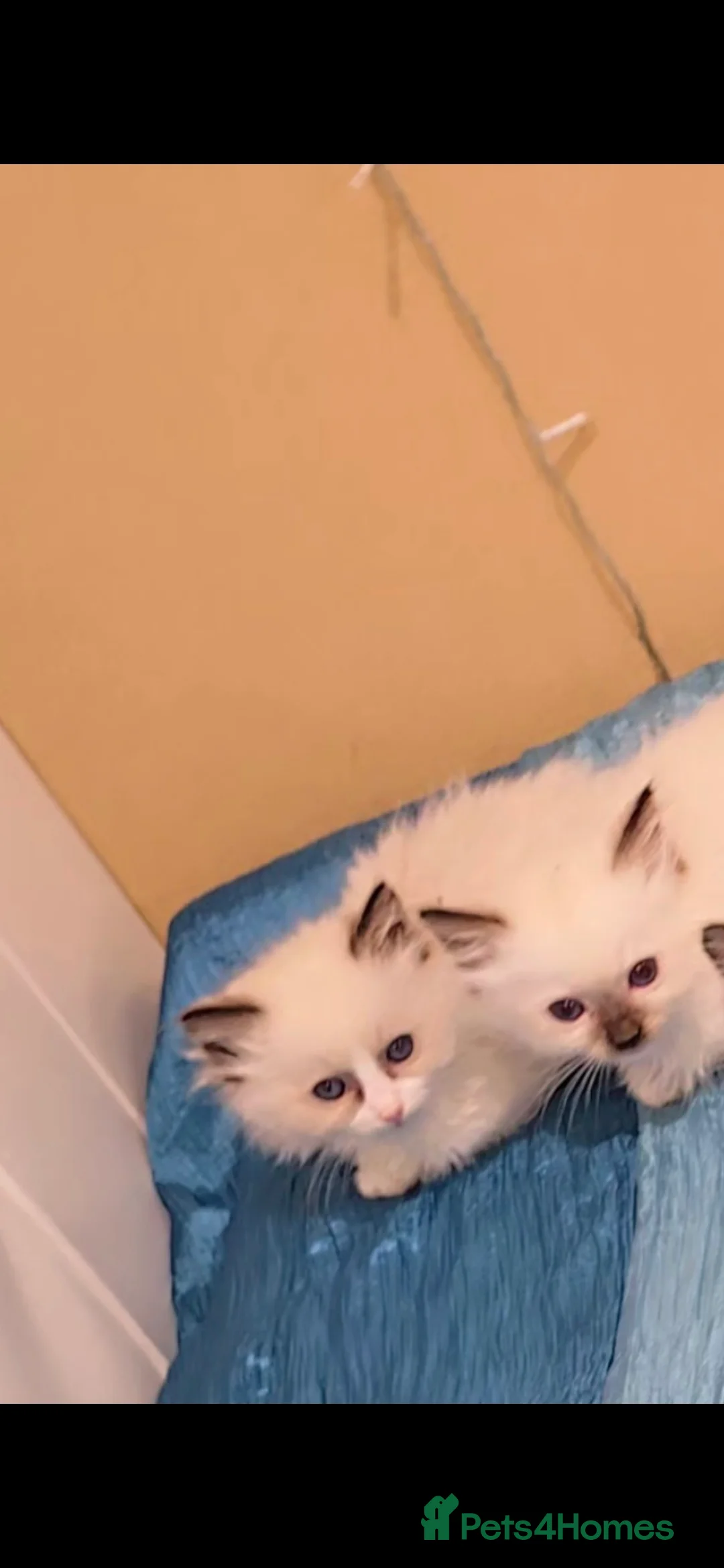 Ragdoll cats for sale: TICA REGISTERED KITTENS/Active - Advert 20