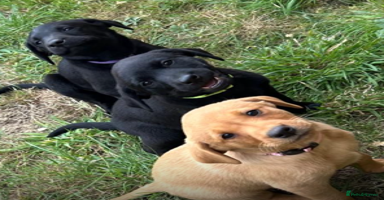 Labrador Retriever dogs - Advert 16