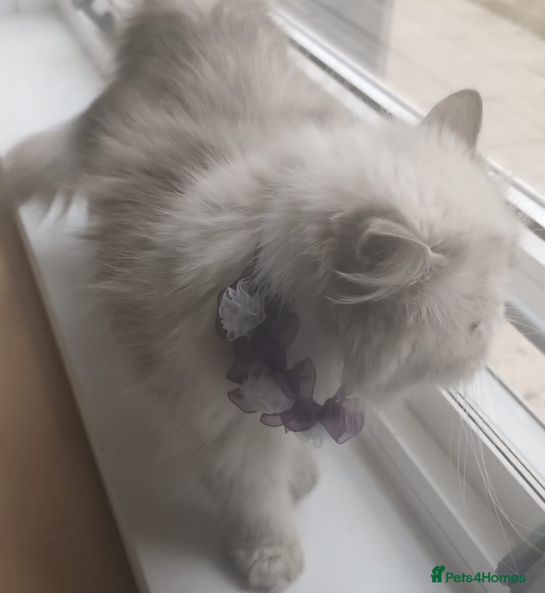Persian cats for sale: Pure Persian 11 month old girl available now - Image 10