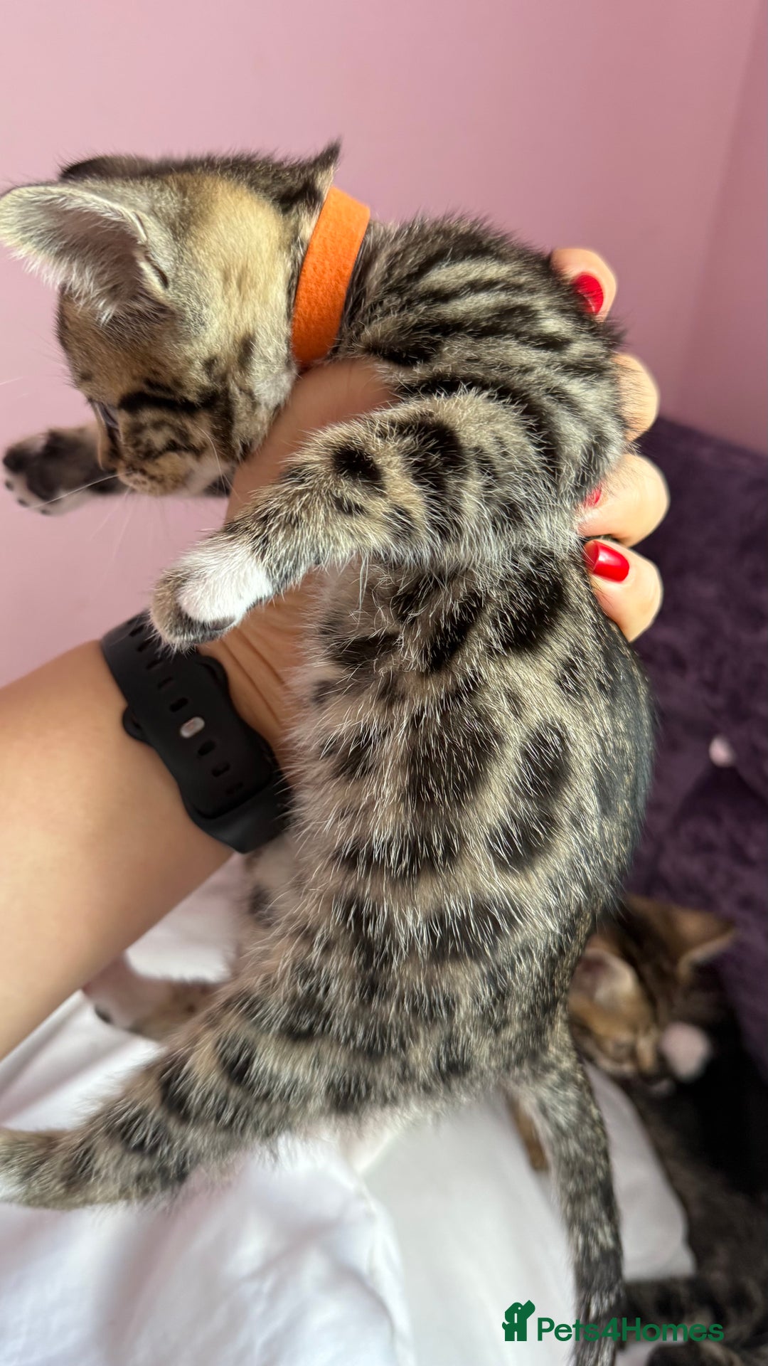 Mixed Breed cats for sale: Mixed bengal kittens - Advert 9
