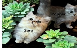 Munchkin cats for sale: Exceptional Quality & Extremely Rare Silver Minuet - Image 6