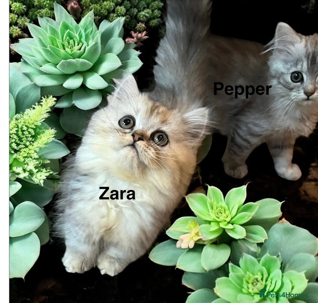 Munchkin cats for sale: Exceptional Quality & Extremely Rare Silver Minuet - Image 6