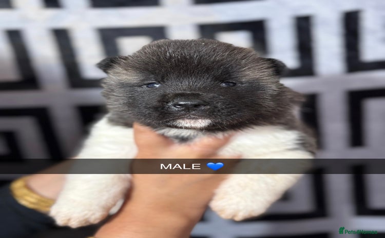 Akita dogs - Advert 2