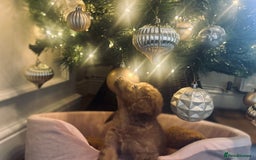 Cockapoo dogs for sale: Cockapoos ready 22.11 1 boy and 2 girls left💙🩷🩷 - Advert 16