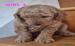 Mini Goldendoodle dogs for sale: F1b Red Miniature Goldendoodles tested parents - Image 35