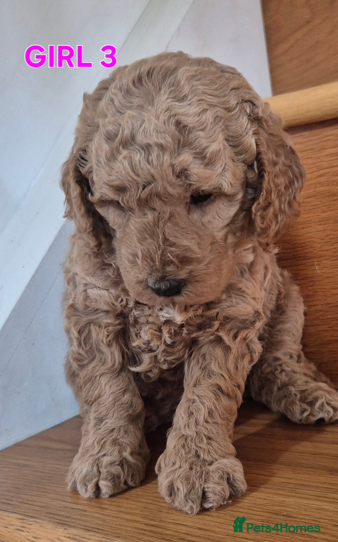Mini Goldendoodle dogs for sale: F1b Red Miniature Goldendoodles tested parents - Image 35