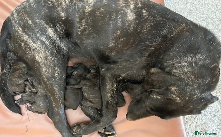 Mastiff dogs - Advert 1