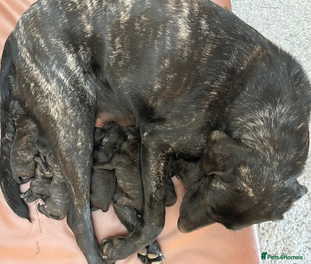 Mastiff dogs for sale: Pedigree Puppies of our Portuguese cattle dogs. - Image 2