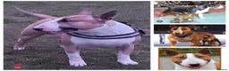 English Bull Terrier dogs for stud: Quality Kc Registered Red & White in Southampton - Advert 19