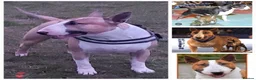 English Bull Terrier dogs for stud: Quality Kc Registered Red & White in Southampton - Advert 19