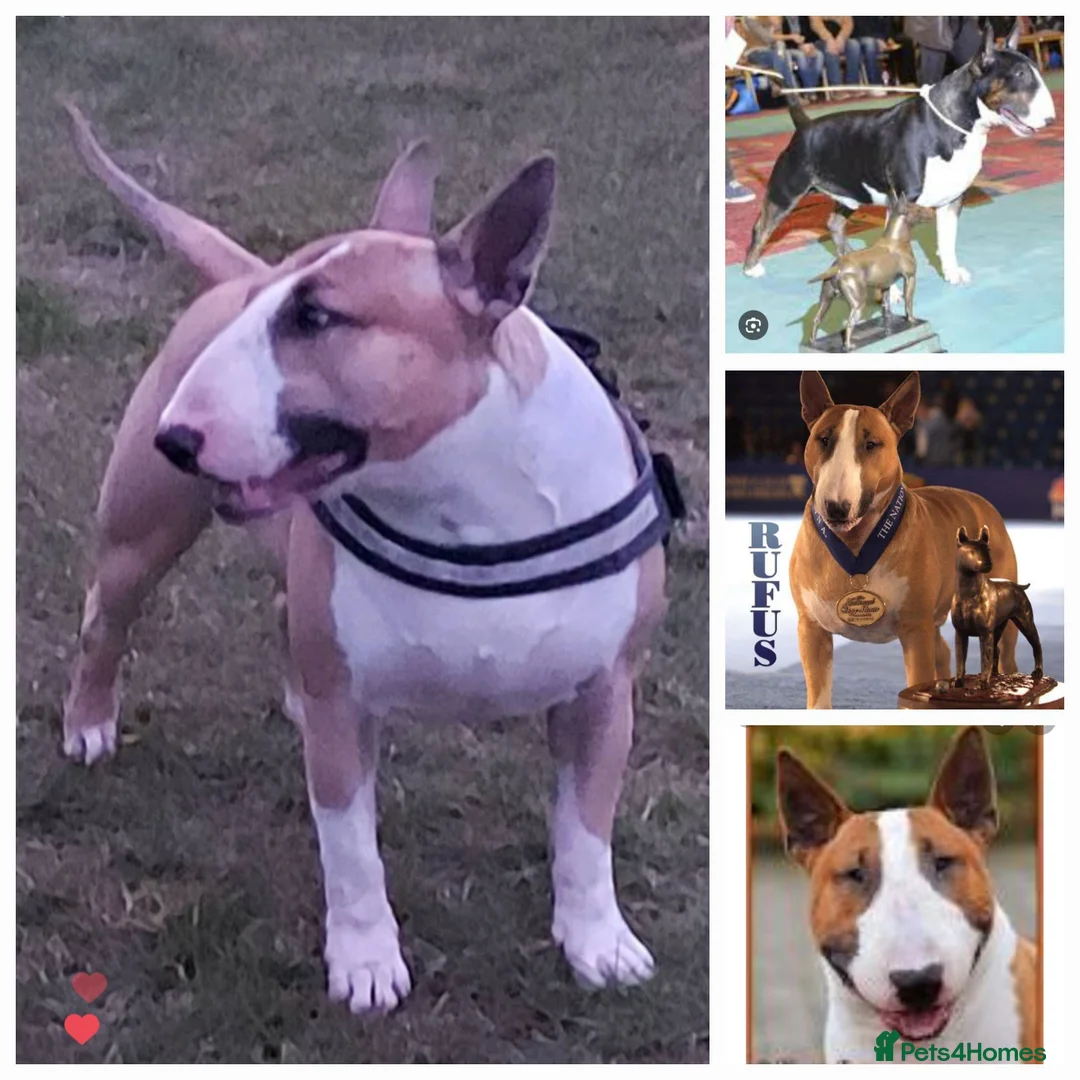 English Bull Terrier dogs for stud: Quality Kc Registered Red & White in Southampton - Advert 19