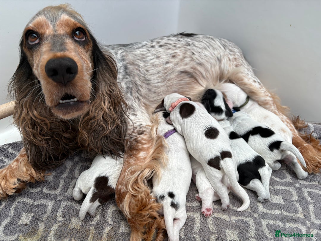 Cocker Spaniel dogs for sale: Stunning show cocker spaniels  - Image 6