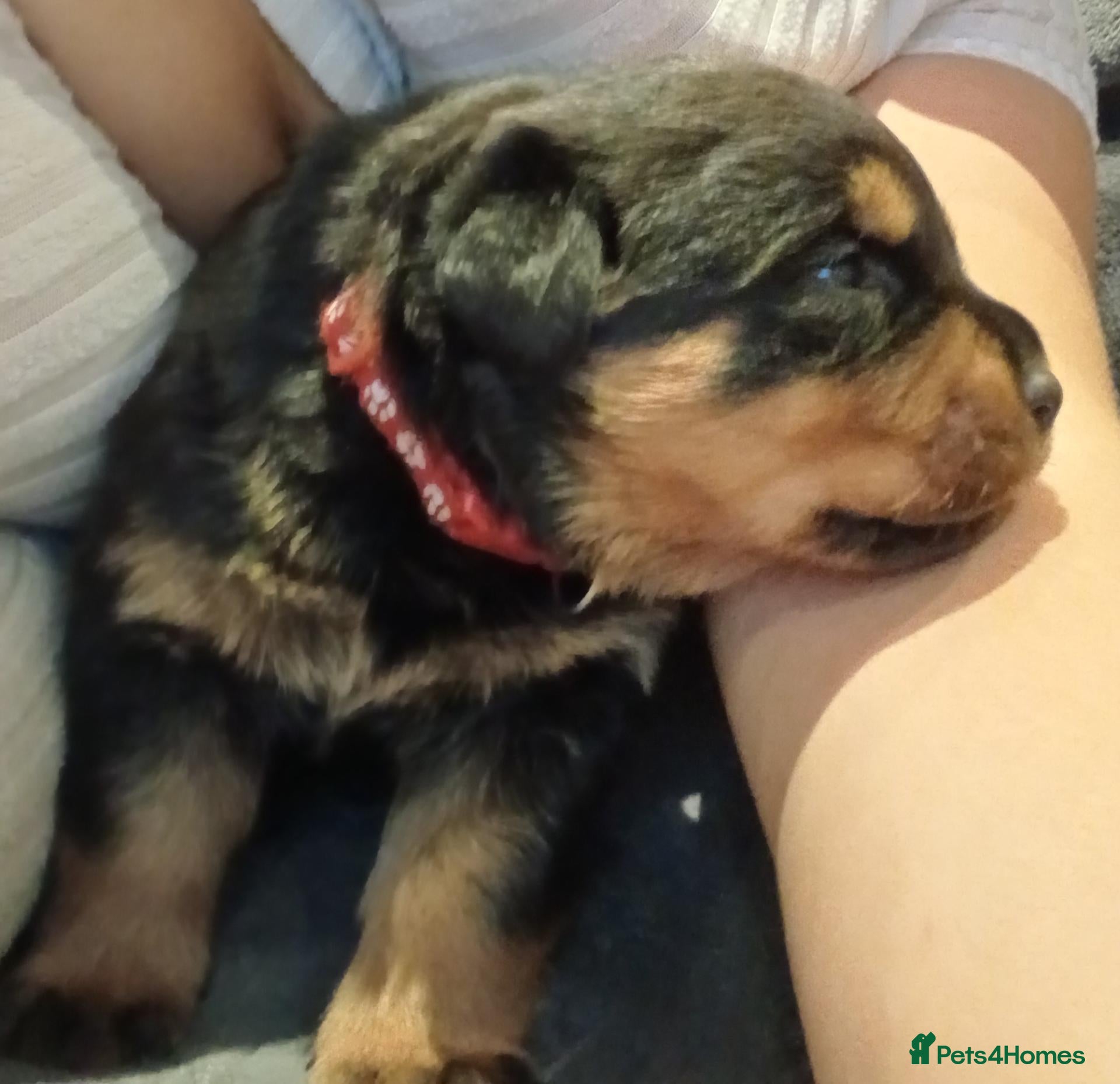 Rottweiler dogs Boy Puppy Rottweiler Ready To Go On 22/10/2026 - Advert 9
