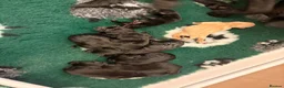 Labrador Retriever dogs for sale: Labrador retriever pups  - Advert 8