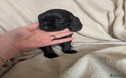 Mixed Breed dogs for sale: 1 boy and 3 girls bocker beagle cross spaniel  - Image 6