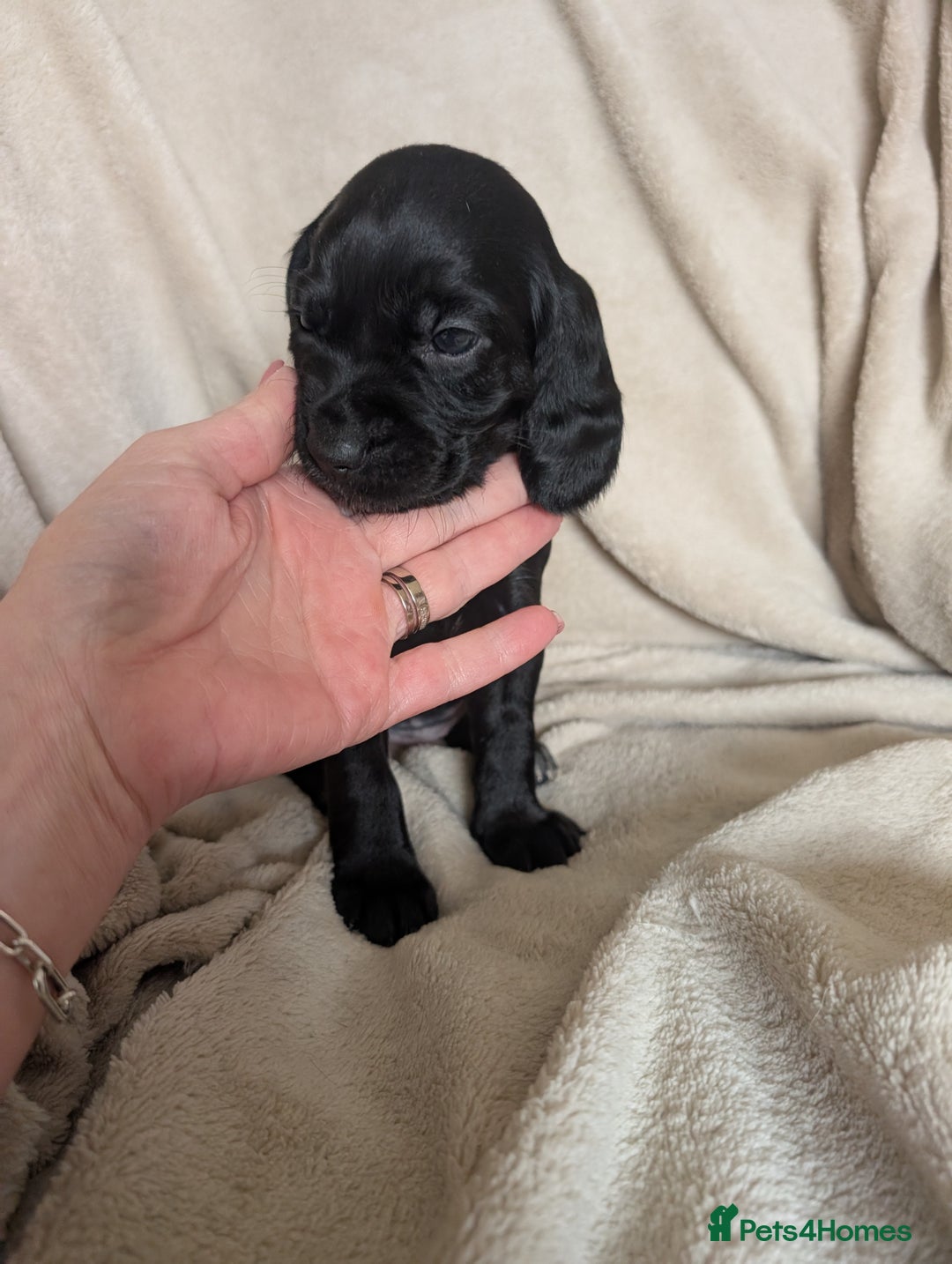 Mixed Breed dogs for sale: 1 boy and 3 girls bocker beagle cross spaniel  - Image 6