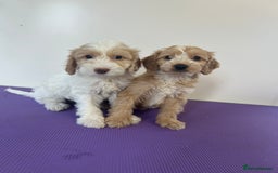 Cockapoo dogs for sale: Cockapoos ready now - Image 1
