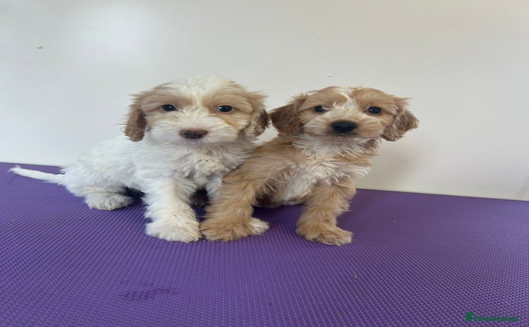 Cockapoo dogs - Advert 11