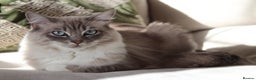 Ragdoll cats for sale: Blue Lynx Bicolour Ragdoll TICA Registered  - Advert 3