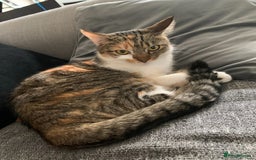Domestic Shorthair cats for sale: Rehome Cats  - Image 8
