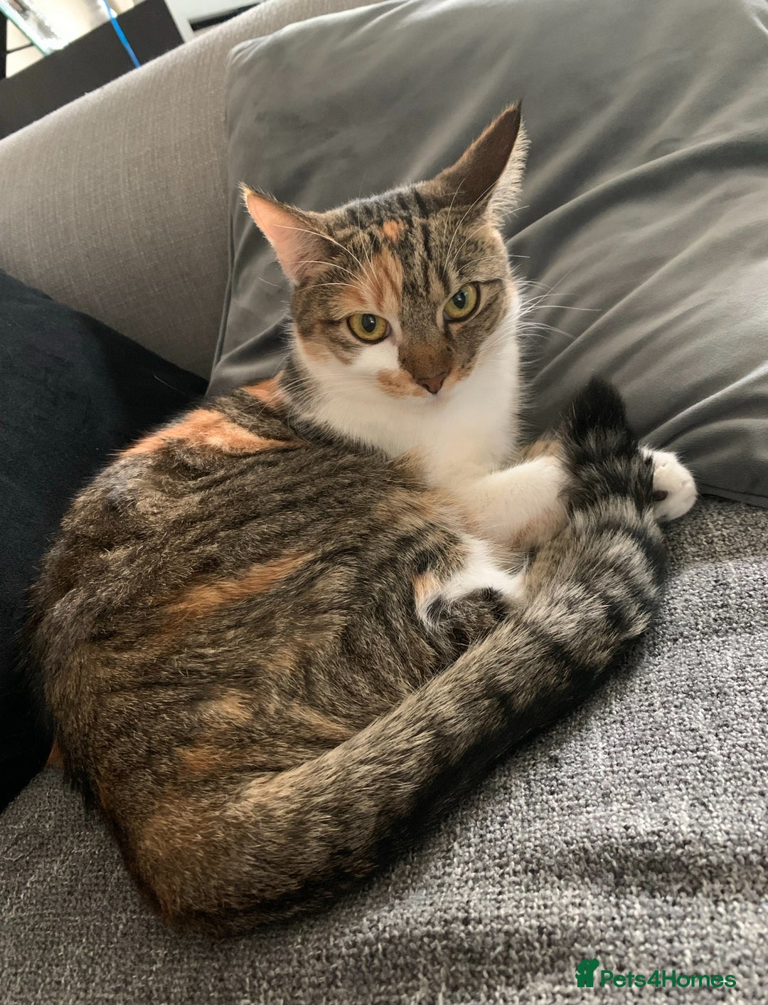 Domestic Shorthair cats for sale: Rehome Cats  - Image 8