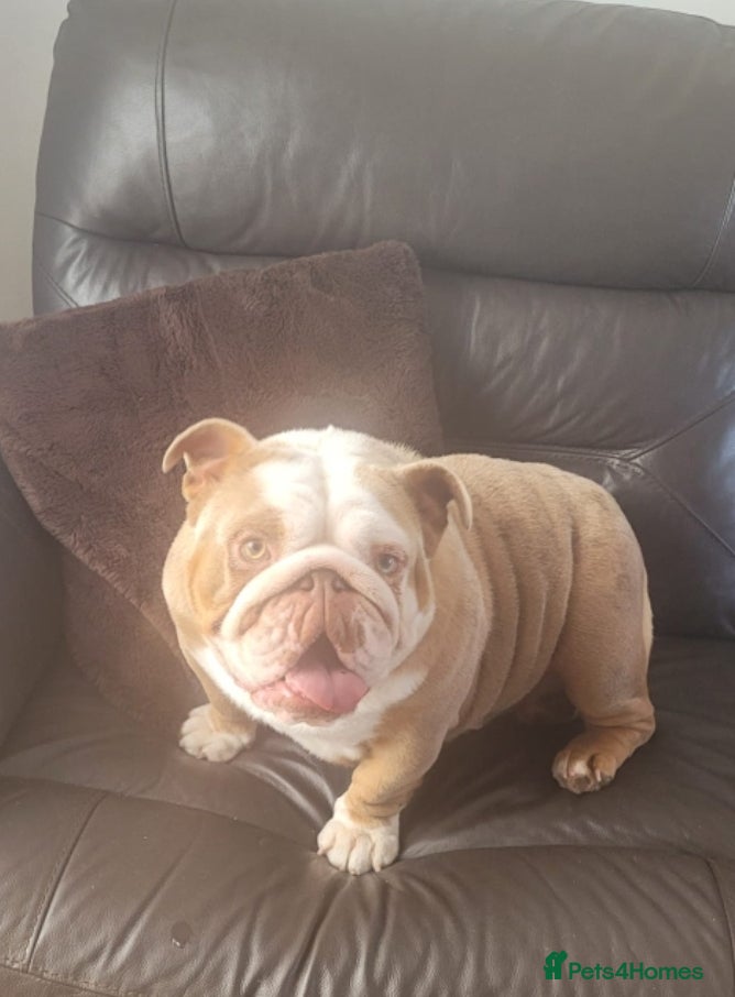 English Bulldog dogs British merle bulldog  - Advert 9
