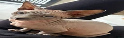 Sphynx cats for sale: Sphynx girls for sale  - Advert 11
