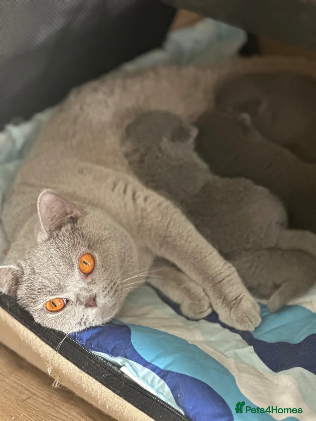 British Shorthair cats for sale: Gccf registered kittens  - Advert 1