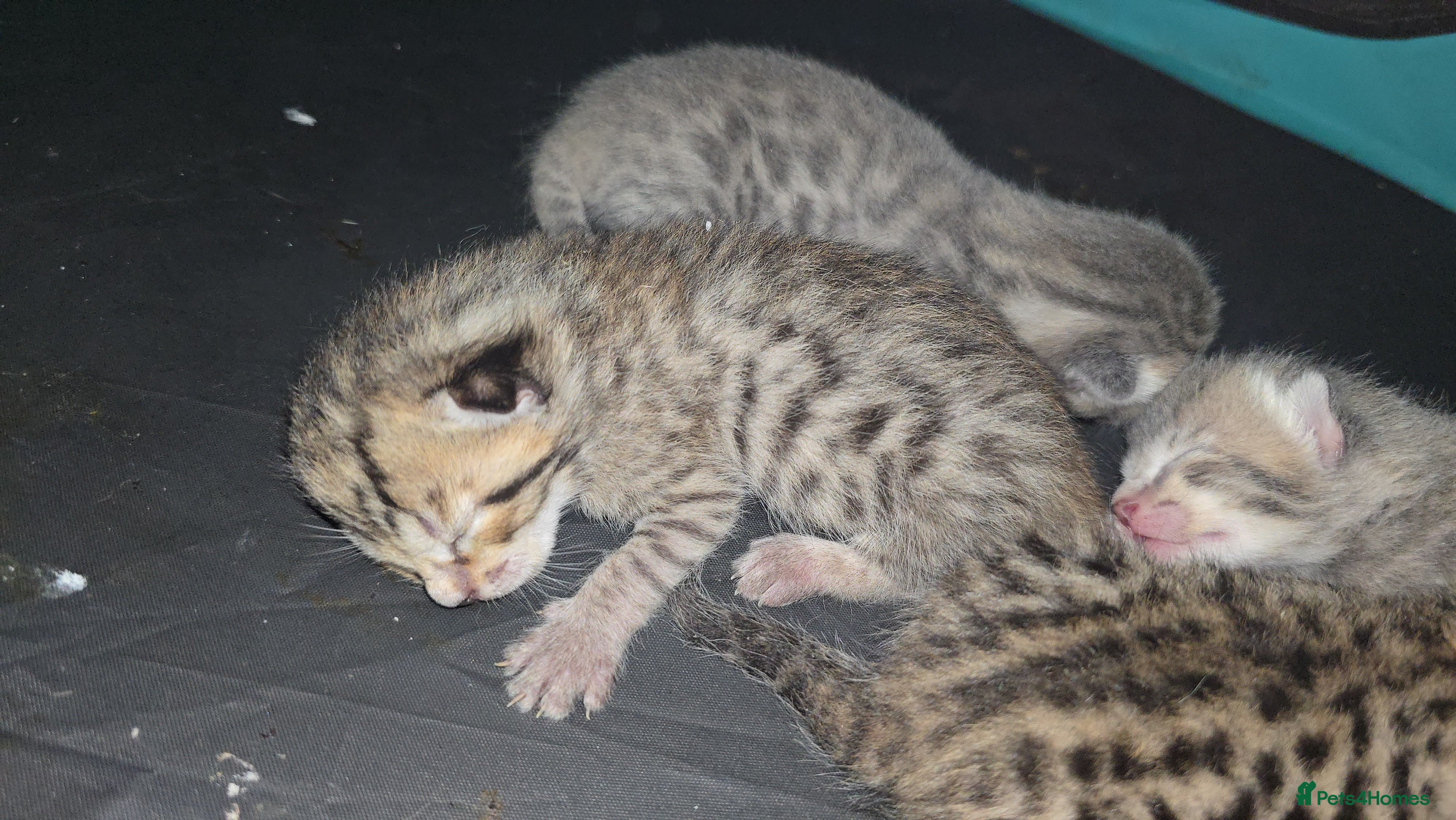 Bengal cats 🐾 Show-Stopping Savannah x Bengal  🐆 - Advert 2